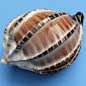 Seashell Harpa Major