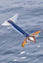 Todarodes pacificus, Japanese flying squid