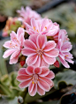 Lewisia 'Fransi'