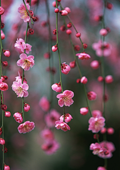 招财帽帽采集到花束