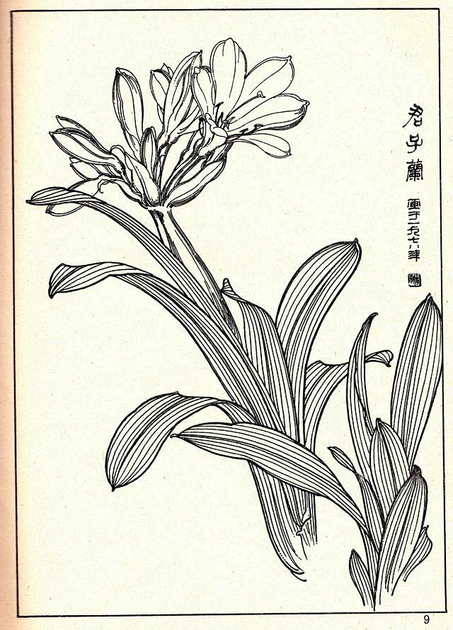 花卉线描资料，《白描花卉》兰花