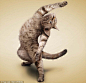 yoga cats - Google Search #喵星人#