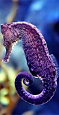 purple seahorse