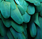 Macaw Parrot feathers