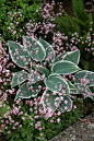 Hosta'El Nino'和Saxifraga'Elliot's Variety'