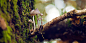Mushroom (by vic xia)