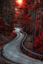 Autumn Road, Bosque Country, Spain