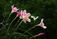 孟Y采集到花儿