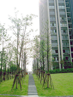 wooikun采集到轴线景观\树阵