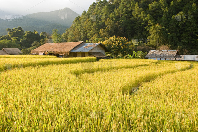 泰国,田地,乡村,黄金米,水稻梯田,农业...