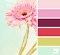 gerbera hues