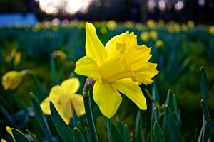 nature field flower ...