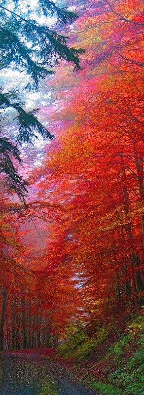 秋季的辉煌，萨克森，德国