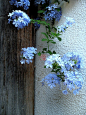 蓝雪花Ceratostigma plumbaginoides.别名：蓝花丹、蓝雪丹、蓝花矶松、蓝茉莉。原产于南非。地栽株高1～2m，盆栽35～50cm，幼苗时枝条直立，后期悬垂。花冠高脚碟状，浅蓝色或白色，花期7-9月，果期8-10月。叶色翠绿，花色淡雅，炎热的夏季给人以清凉感觉。花语：冷淡，忧郁...
