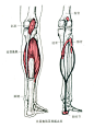 小腿三头肌<br/>部位：小腿后部。包括浅层的腓肠肌和深层的比目鱼肌。<br/>起点：腓肠肌内、外侧头分别起自股骨内、外上髁。比目鱼肌起自胫骨和腓骨后上部<br/>止点：跟结节。<br/>功能：近固定时，使踝关节屈（跖屈），腓肠肌还可使膝关节屈。远固定时，可使小腿在踝关节处屈，协助膝关节伸，维持人体直立。