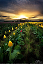 Skagit Valley Sunrise -  Washington