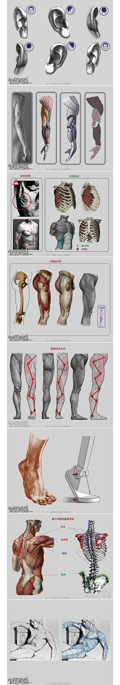 贝吉他采集到【人体】解剖-速写结构-绘画体型
