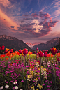 山谷郁金香，茵特拉根，瑞士
Valley Tulips, Interlaken, Switzerland