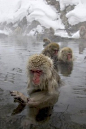 Japanese Macaques (Snow Monkeys)