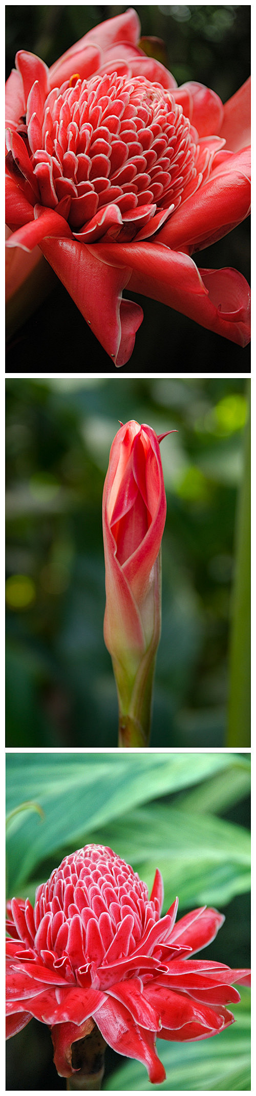 #植物秀#Torch ginger 火炬...