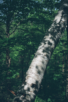 我们曾是潮水采集到forest