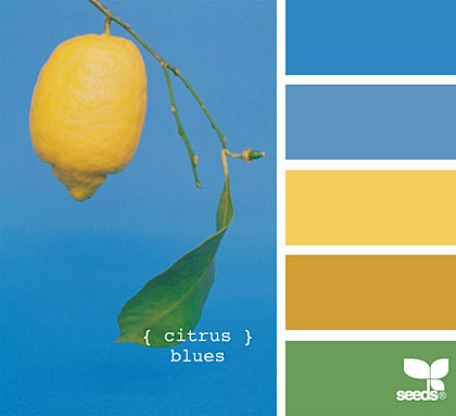 citrus blues