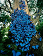 哇，这一树蓝色蝴蝶，它们才该叫做蓝色妖姬吧