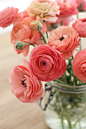 Pink ranunculus