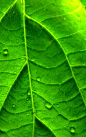 小清新绿色植物护眼手机壁纸 第13页-ZOL手机壁纸