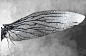 dela-longfish-elves-07.jpg (1920×1242)