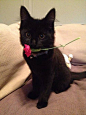 #cat #flower