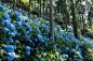 Photograph The secret blue garden by Masahiro Tanabe on 500px