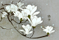 【可爱又花香四溢】木莲特辑 : “木莲”大片的花瓣重叠在一起，就像柔软的裙摆般美丽。到了4月，木莲的花香就会随风飘散，让人感觉到春天的降临。木莲被称作是地球上最古老的花木，据说在1亿多年前就已经是现在这幅模样了。木莲的花语“对大自然的爱、持续性”，便是由此得来。
今天就为大家送上在时间的长河里一直不变地告知我们春日来临的“木莲”的插画作品特辑。快来看看吧。
