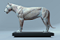 Lion anatomy, Maria Panfilova : Here is a digital animal anatomy atlas for artists (Lion)
Availible here ->
https://gumroad.com/panfilova
I prepared everything for an easy exploration. Each muscle or muscle group has it`s own mesh properly named (96 su