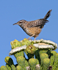 Cactus Wren by Terry Sohl on 500px