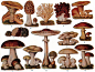 Botanical - Educational plate - Edible fungi  From vintageprintable.com