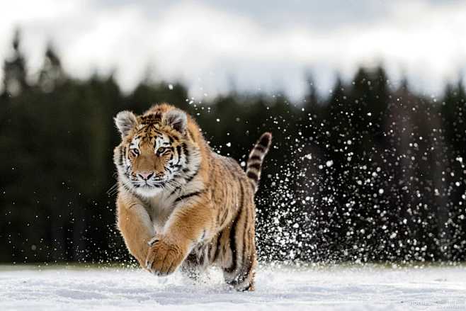 jumping tiger by Nor...