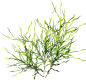 植物素材png