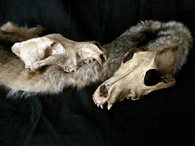 Wolf skull by Bloodw...