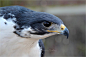 (via 500px / Prophet - Augur Buzzard (light morph) by Sandra Lowe)