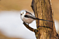 Photograph Long-tailed Tit by Jarmo Viippola on 500px