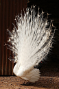   白孔雀好美的羽毛