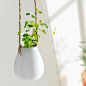 光一 水培吊兰植物 负离子种子 陶瓷小吊瓶盆栽 室内外植物