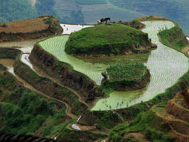 龙脊梯田