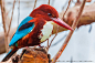 Kingfisher by Sajid Abdullah on 500px