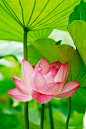 The lotus flower grows in muddy water and rises above the surface to bloom with remarkable beauty. At night the flower closes and sinks underwater, at dawn it rises and opens again. Untouched by the impurity, lotus symbolizes the purity of heart and mind.