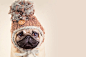 winter pug by Alessandro Manco on 500px