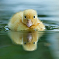 (via 500px / Duck by Robert Adamec)