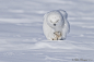 雪鸮 Bubo scandiaca 鸮形目 鸱鸮科 雪鸮属
Snowy Owl_male by Gilles Bousquet on 500px