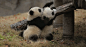 上海大熊猫龙凤胎热播“相亲相爱”亲情剧_新闻_腾讯网